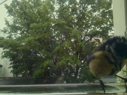bird_20260514_102119_186_burst7_motion6786_conf0.99_bestbird.jpg