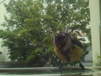bird_20260514_102259_891_burst2_motion4347_conf0.97_bestbird.jpg