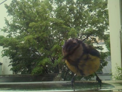 bird_20260514_102304_798_burst3_motion4347_conf0.92_bestbird.jpg