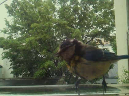 bird_20260514_102309_759_burst4_motion4347_conf0.97_bestbird.jpg