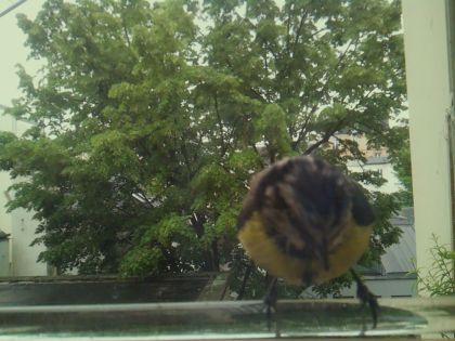 bird_20260514_102319_708_burst6_motion4347_conf0.98_bestbird.jpg