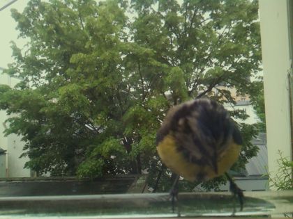 bird_20260514_102324_727_burst7_motion4347_conf0.94_bestbird.jpg