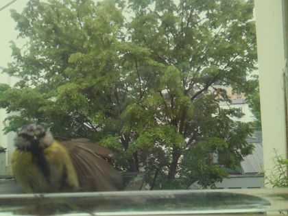 bird_20260514_102710_466_burst0_motion12760_conf0.43_bestbird.jpg
