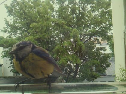 bird_20260514_102714_940_burst1_motion12760_conf1.00_bestbird.jpg