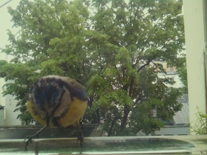 bird_20260514_102719_710_burst2_motion12760_conf0.97_bestbird.jpg