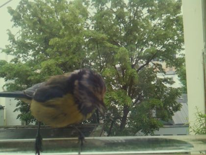bird_20260514_102729_488_burst4_motion12760_conf0.98_bestbird.jpg