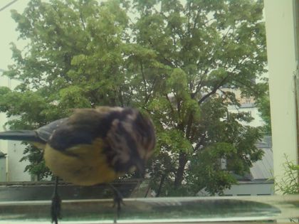 bird_20260514_102734_475_burst5_motion12760_conf0.90_bestbird.jpg