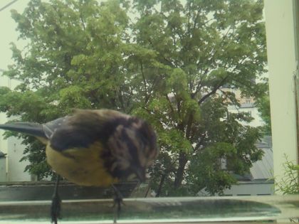 bird_20260514_102739_452_burst6_motion12760_conf0.99_bestbird.jpg