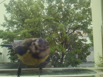 bird_20260514_102744_453_burst7_motion12760_conf0.86_bestbird.jpg