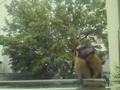 bird_20260514_102827_907_burst0_motion11894_conf0.70_bestbird.jpg