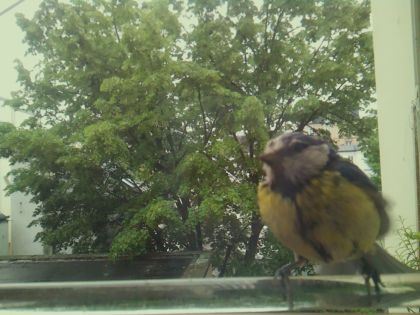 bird_20260514_102832_530_burst1_motion11894_conf1.00_bestbird.jpg