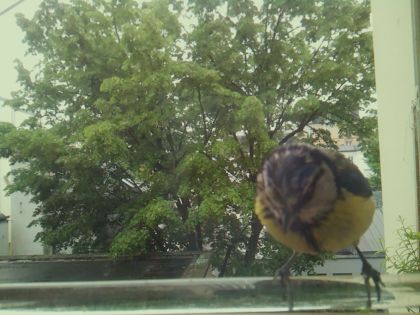 bird_20260514_102837_387_burst2_motion11894_conf1.00_bestbird.jpg