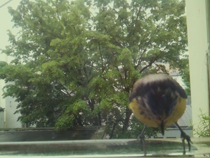 bird_20260514_102842_297_burst3_motion11894_conf0.99_bestbird.jpg