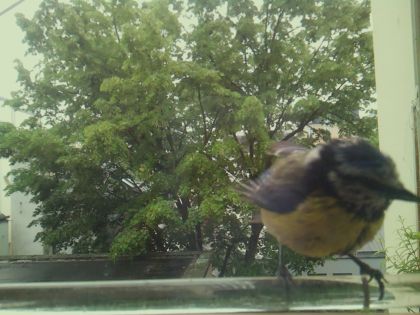 bird_20260514_102847_261_burst4_motion11894_conf0.99_bestbird.jpg