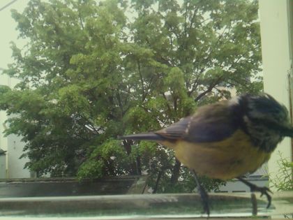 bird_20260514_102852_230_burst5_motion11894_conf1.00_bestbird.jpg