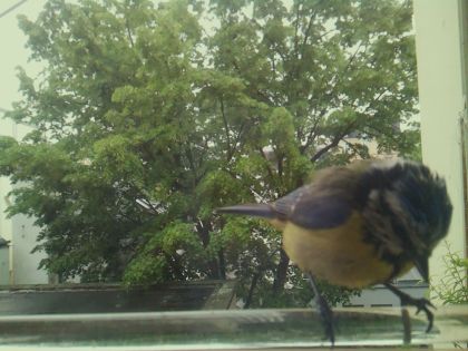 bird_20260514_102857_257_burst6_motion11894_conf1.00_bestbird.jpg