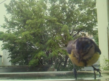 bird_20260514_102902_355_burst7_motion11894_conf0.99_bestbird.jpg