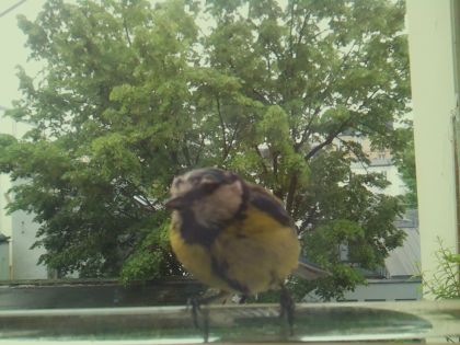 bird_20260514_102914_748_burst1_motion2871_conf1.00_bestbird.jpg
