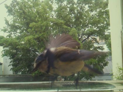 bird_20260514_102919_782_burst2_motion2871_conf0.87_bestbird.jpg
