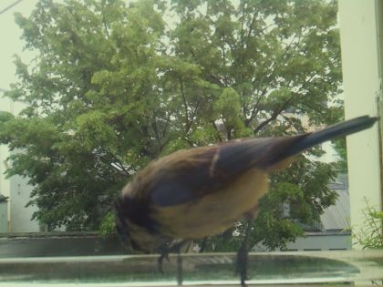 bird_20260514_102924_873_burst3_motion2871_conf0.75_bestbird.jpg