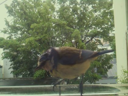 bird_20260514_102930_004_burst4_motion2871_conf0.99_bestbird.jpg