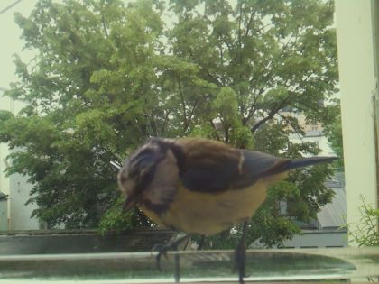 bird_20260514_102940_358_burst6_motion2871_conf0.98_bestbird.jpg