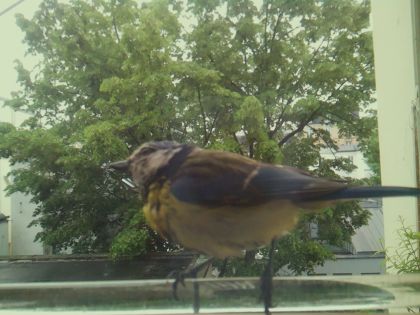bird_20260514_102945_686_burst7_motion2871_conf0.93_bestbird.jpg