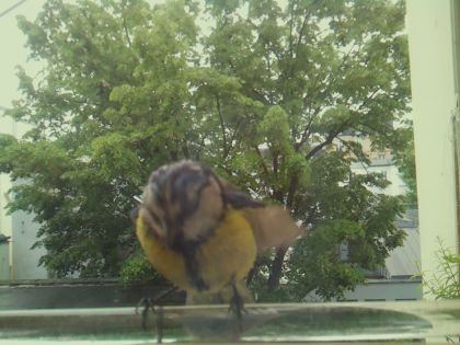 bird_20260514_103016_040_burst1_motion7844_conf0.99_bestbird.jpg