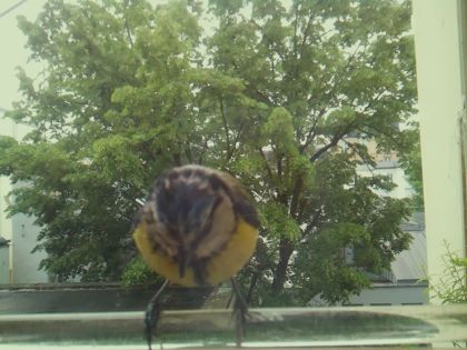 bird_20260514_103020_983_burst2_motion7844_conf0.98_bestbird.jpg
