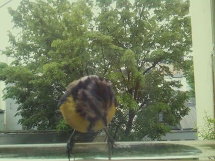 bird_20260514_103026_048_burst3_motion7844_conf0.99_bestbird.jpg