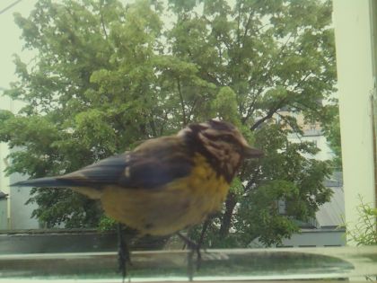 bird_20260514_103031_162_burst4_motion7844_conf1.00_bestbird.jpg