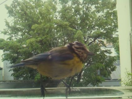 bird_20260514_103036_453_burst5_motion7844_conf0.99_bestbird.jpg