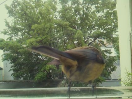 bird_20260514_103041_621_burst6_motion7844_conf0.99_bestbird.jpg