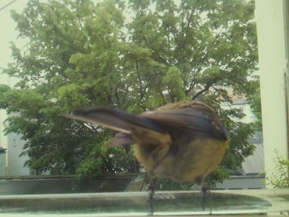 bird_20260514_103046_764_burst7_motion7844_conf0.95_bestbird.jpg