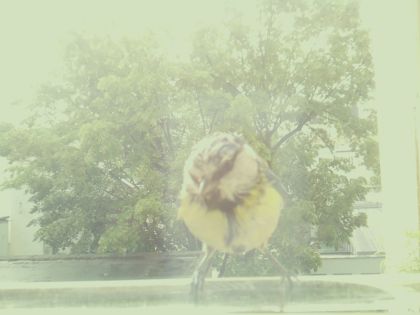bird_20260514_104401_551_burst1_motion4634_conf1.00_bestbird.jpg