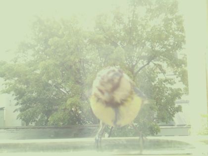 bird_20260514_104406_430_burst2_motion4634_conf1.00_bestbird.jpg
