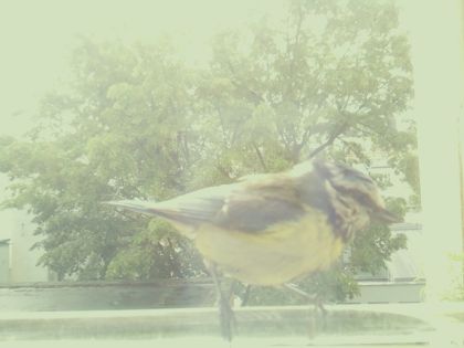 bird_20260514_104411_493_burst3_motion4634_conf0.00_bestnone.jpg
