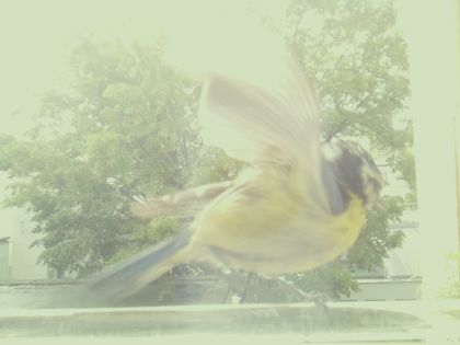 bird_20260514_104421_878_burst5_motion4634_conf0.00_bestnone.jpg
