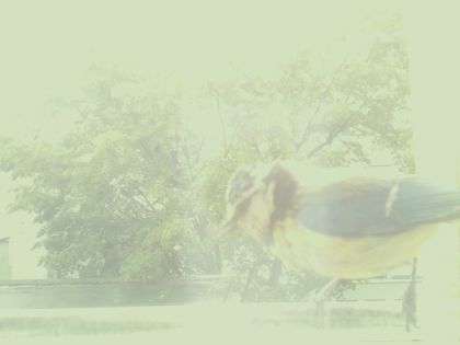 bird_20260514_104634_875_burst3_motion1523_conf0.00_bestnone.jpg