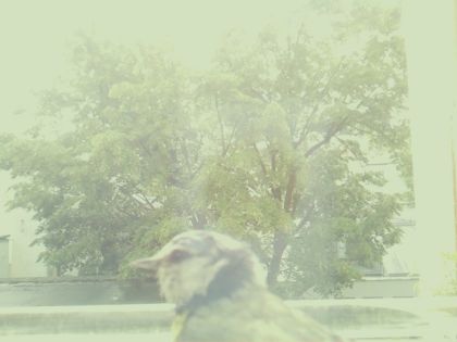 bird_20260514_104849_208_burst6_motion19276_conf0.00_bestnone.jpg
