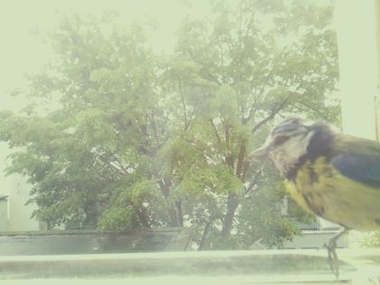 bird_20260514_104931_699_burst4_motion4389_conf0.88_bestbird.jpg