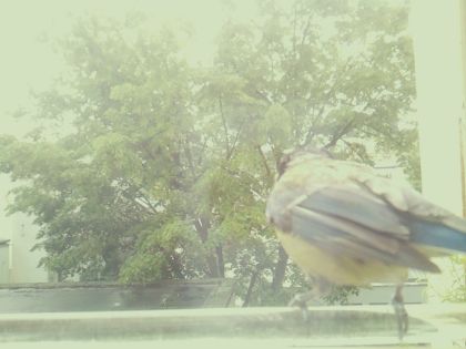 bird_20260514_104942_496_burst6_motion4389_conf0.00_bestnone.jpg