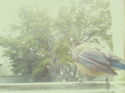 bird_20260514_104947_885_burst7_motion4389_conf0.00_bestnone.jpg