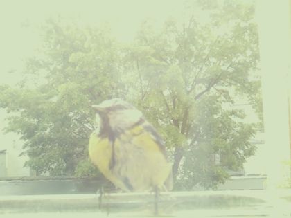 bird_20260514_105204_722_burst1_motion2662_conf0.85_bestbird.jpg