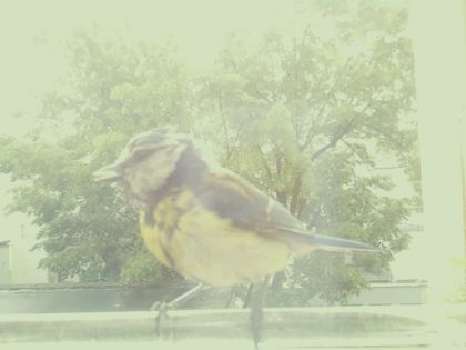 bird_20260514_105209_698_burst2_motion2662_conf0.75_bestbird.jpg