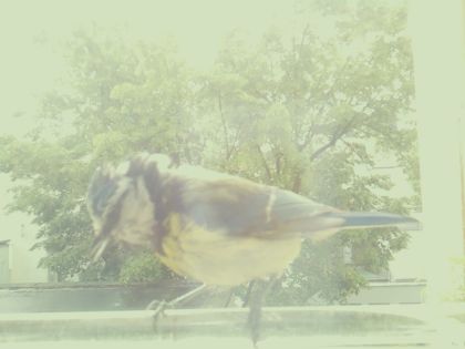 bird_20260514_105219_901_burst4_motion2662_conf0.00_bestnone.jpg