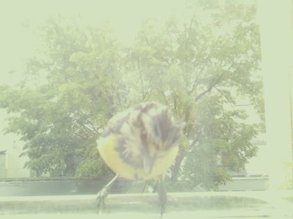 bird_20260514_105230_407_burst6_motion2662_conf0.94_bestbird.jpg