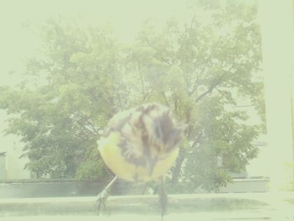 bird_20260514_105235_682_burst7_motion2662_conf0.97_bestbird.jpg