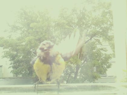 bird_20260514_105733_521_burst1_motion5541_conf0.94_bestbird.jpg