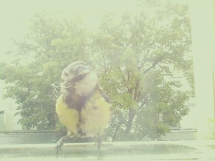 bird_20260514_105738_580_burst2_motion5541_conf0.98_bestbird.jpg